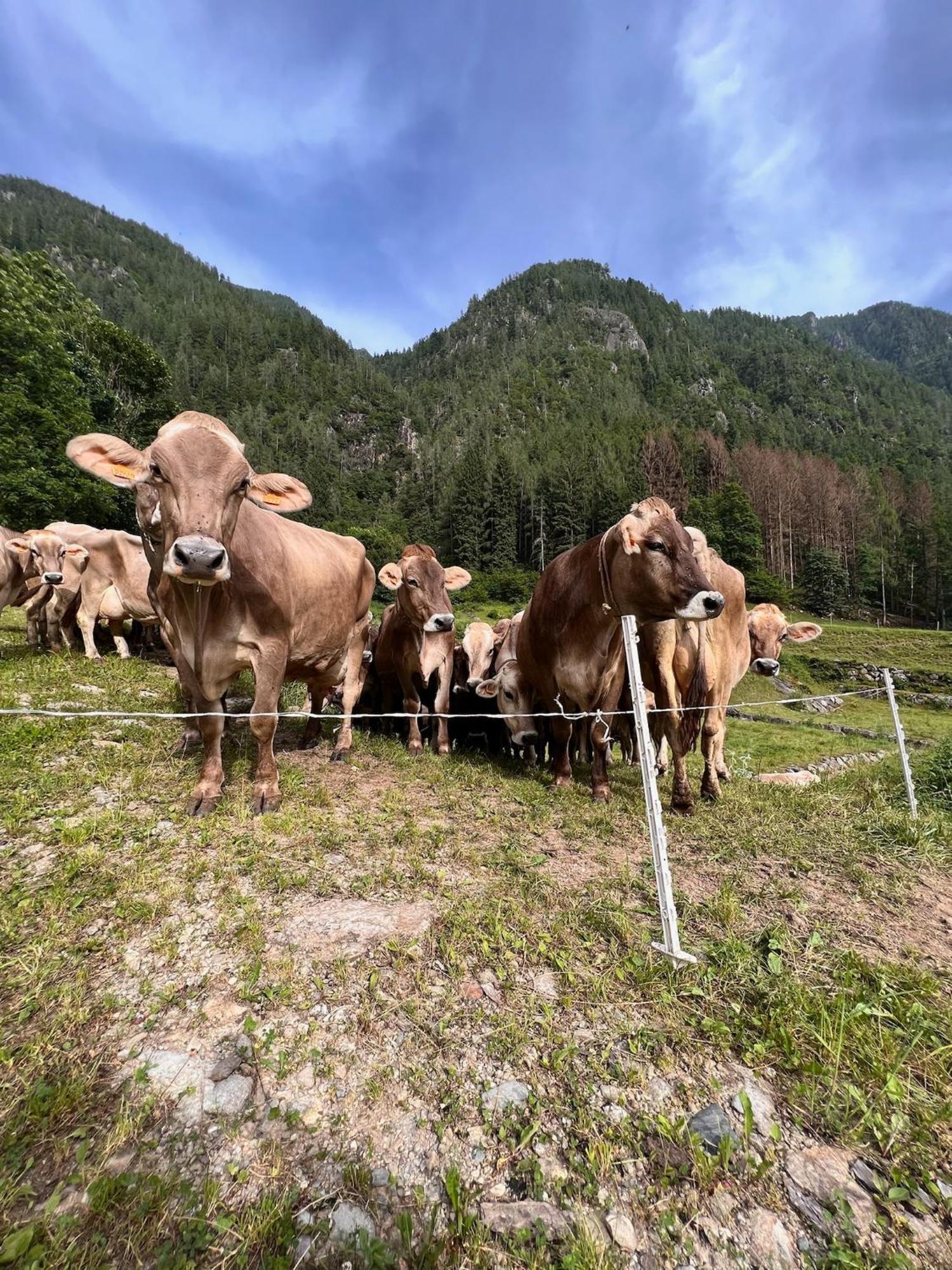 Botep Ai Tigli Bed and Breakfast San Pellegrino Terme Eksteriør billede